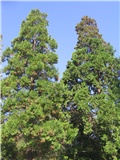 Calocedrus decurrens,  Zagreb 